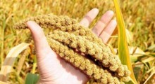 Выращивание проса и обзор высокоурожайного сорта Ювилейное для стабильного сбора зерна 